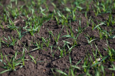 Gündüzleri tarlada küçük yeşil çimenler. 