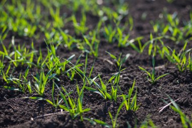 Gündüzleri tarlada küçük yeşil çimenler. 