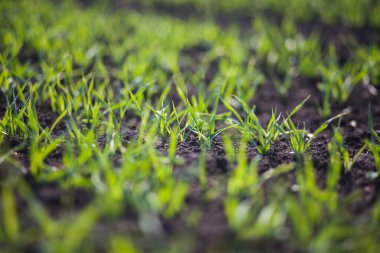 Gündüzleri tarlada küçük yeşil çimenler. 