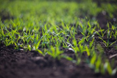 Gündüzleri tarlada küçük yeşil çimenler. 