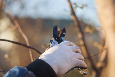 Çalıları budamak için bahçe makası ile erkek eli.