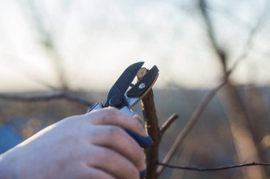 Çalıları budamak için bahçe makası ile erkek eli.