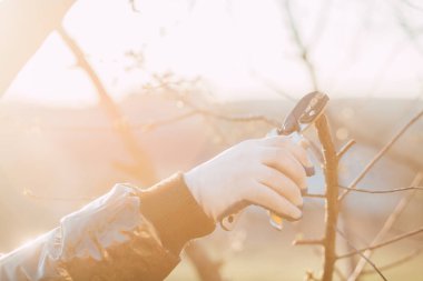 Çalıları budamak için bahçe makası ile erkek eli.