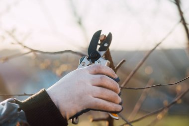 Çalıları budamak için bahçe makası ile erkek eli.