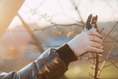 Çalıları budamak için bahçe makası ile erkek eli.