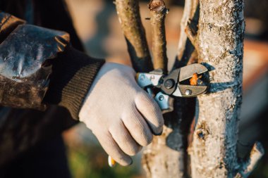 Çalıları budamak için bahçe makası ile erkek eli.