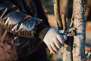 Çalıları budamak için bahçe makası ile erkek eli.