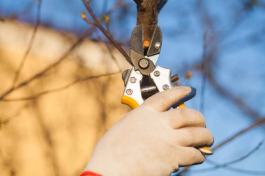Çalıları budamak için bahçe makası ile erkek eli.