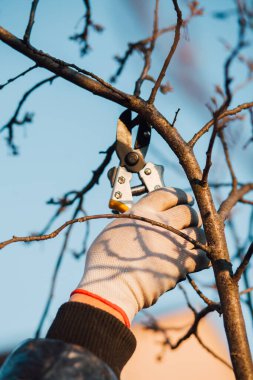 Çalıları budamak için bahçe makası ile erkek eli.