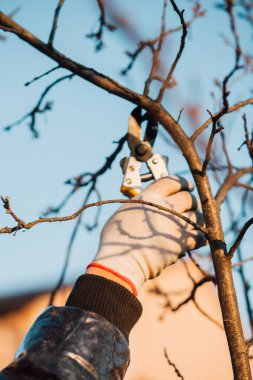 Çalıları budamak için bahçe makası ile erkek eli.