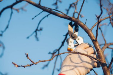 Çalıları budamak için bahçe makası ile erkek eli.