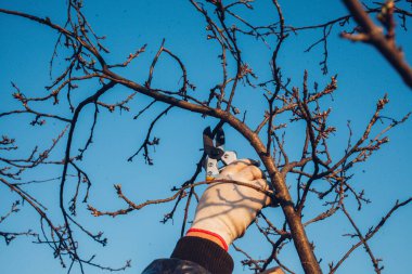 Çalıları budamak için bahçe makası ile erkek eli.