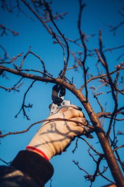 Çalıları budamak için bahçe makası ile erkek eli.