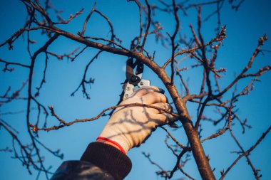 Çalıları budamak için bahçe makası ile erkek eli.