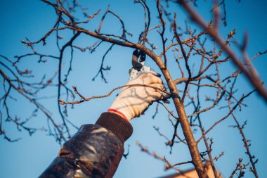 Çalıları budamak için bahçe makası ile erkek eli.