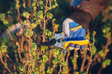 Çalıları budamak için bahçe makası ile erkek eli.