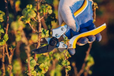 Çalıları budamak için bahçe makası ile erkek eli.