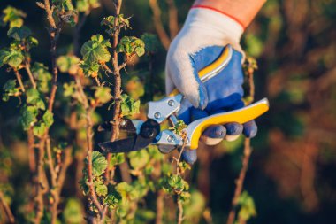 Çalıları budamak için bahçe makası ile erkek eli.