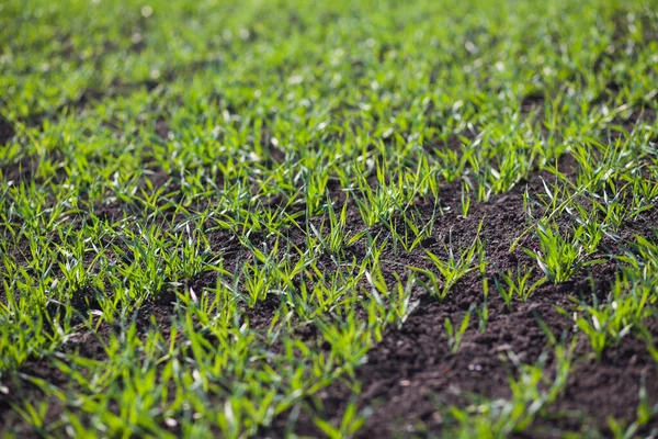 Rows Small Green Grass Field Daytime —  Fotos de Stock