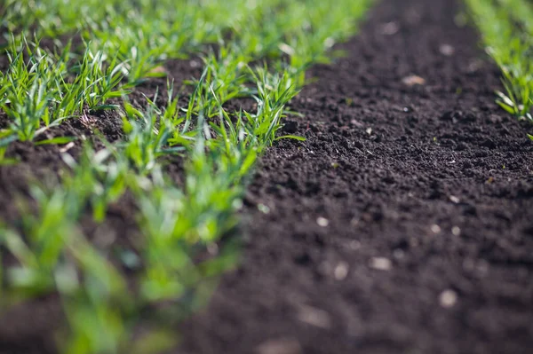 Rows Small Green Grass Field Daytime — Fotografia de Stock