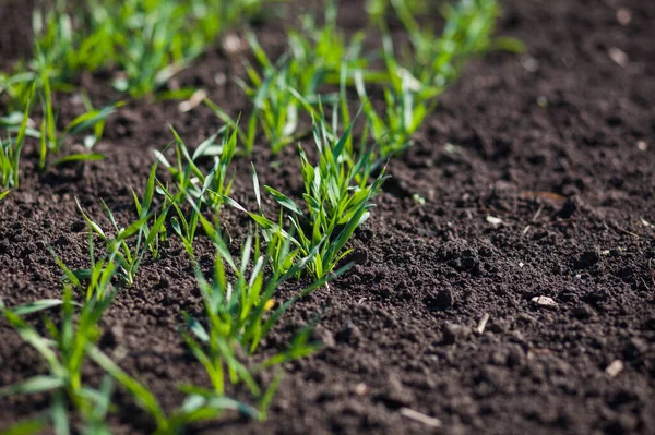 Rows Small Green Grass Field Daytime — Fotografia de Stock