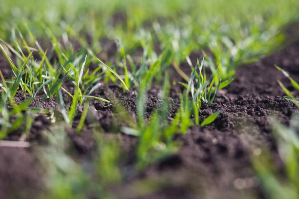 Rows Small Green Grass Field Daytime — Fotografia de Stock