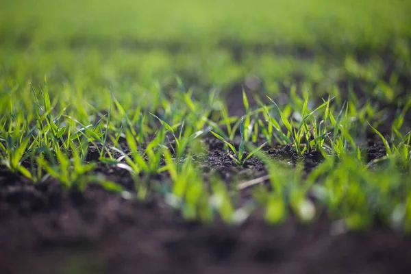Rows Small Green Grass Field Daytime — Fotografia de Stock