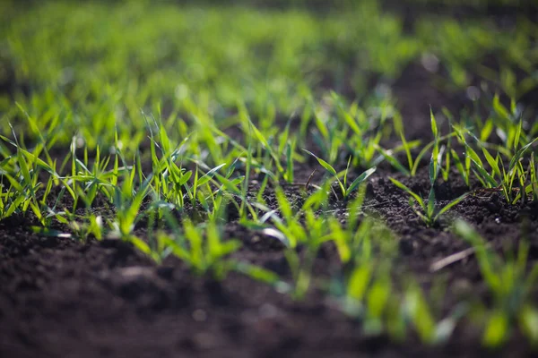 Rows Small Green Grass Field Daytime — Fotografia de Stock