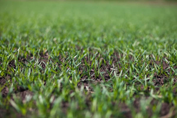 Rows Small Green Grass Field Daytime —  Fotos de Stock