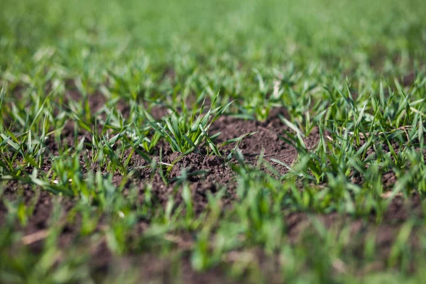 Rows of small green grass in field at daytime 