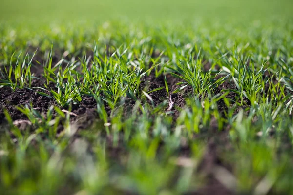 Rows Small Green Grass Field Daytime — Foto de Stock