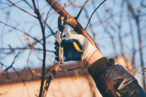 Çalıları budamak için bahçe makası ile erkek eli.