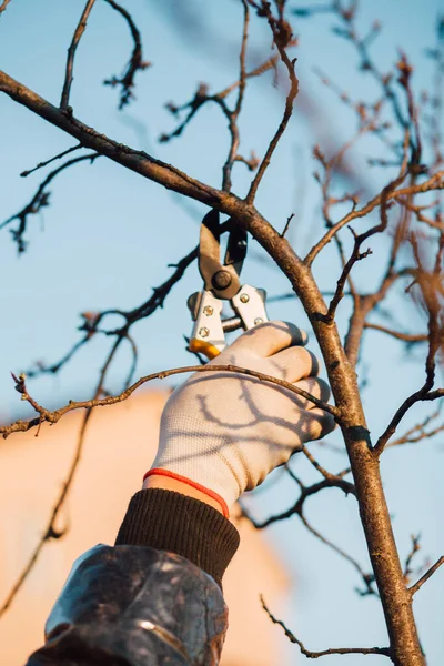 Male Hand Garden Scissors Pruning Bushes — ストック写真