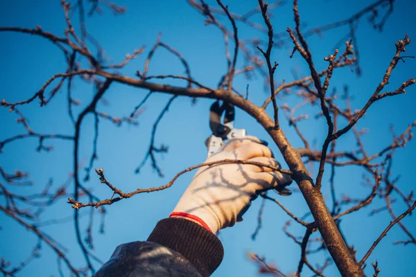 茂みを剪定するための庭のはさみを持つ男性の手 — ストック写真