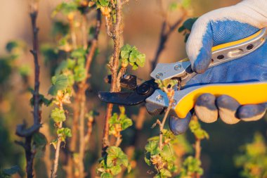 Çalıları budamak için bahçe makası ile erkek eli.