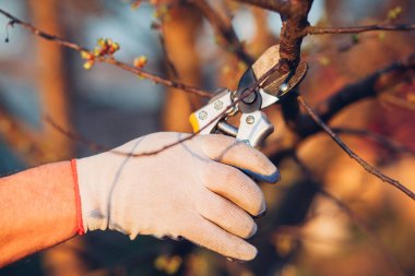Çalıları budamak için bahçe makası ile erkek eli.