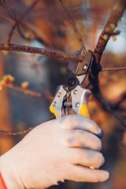 Çalıları budamak için bahçe makası ile erkek eli.