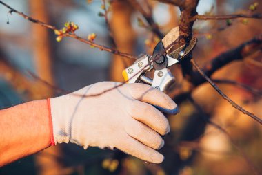 Çalıları budamak için bahçe makası ile erkek eli.