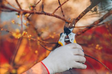 Çalıları budamak için bahçe makası ile erkek eli.