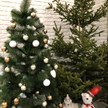 Noel ve Yeni Yıl tatilleri geçmişi, kış mevsimi ağacı