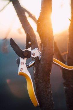 Bahçe makası çalıları budamak için