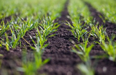 Gündüzleri tarlada küçük yeşil çimenler. 