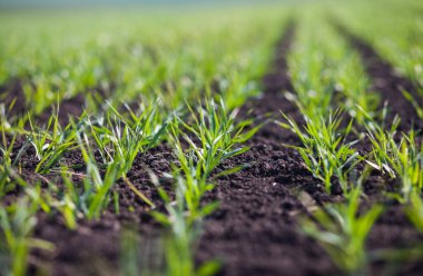 Gündüzleri tarlada küçük yeşil çimenler. 