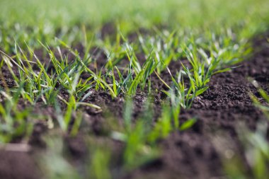 Gündüzleri tarlada küçük yeşil çimenler. 