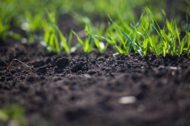 Gündüzleri tarlada küçük yeşil çimenler. 