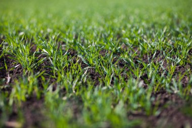 Gündüzleri tarlada küçük yeşil çimenler. 
