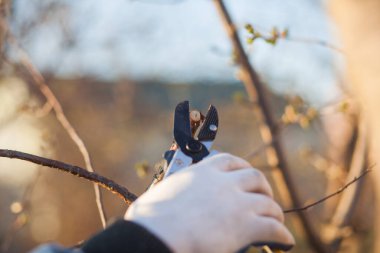 Çalıları budamak için bahçe makası ile erkek eli.