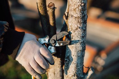 Çalıları budamak için bahçe makası ile erkek eli.