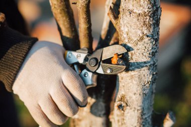 Çalıları budamak için bahçe makası ile erkek eli.