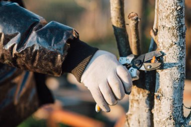 Çalıları budamak için bahçe makası ile erkek eli.